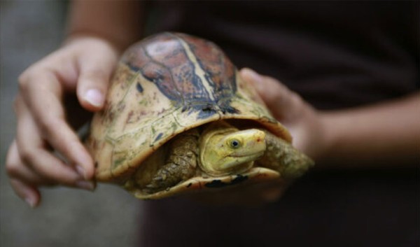 जेनजी प्रदर्शनमा दुर्लभ कछुवासमेत चोरी