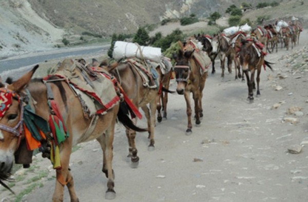 फिलिम–लार्केपास पदमार्गमा खच्चड आवतजावतमा रोक