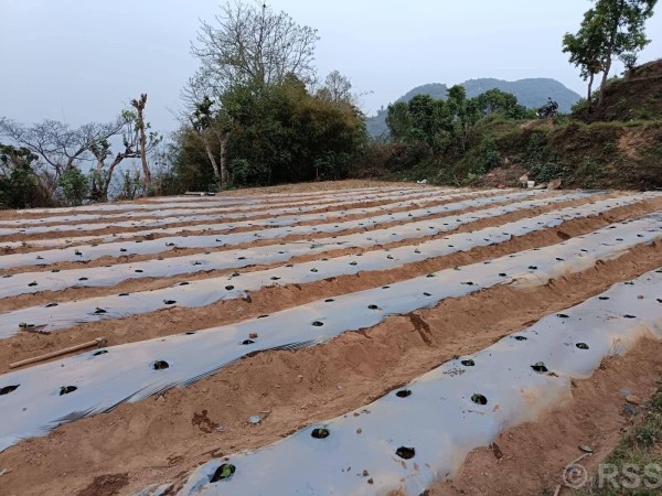 झाडी फाडेर व्यावसायिक अकबरे खुर्सानीखेती : वार्षिक १० लाख आम्दानी गर्ने लक्ष्य
