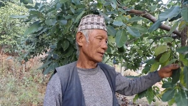 व्यावसायिक एभोकाडोखेतीबाट मनग्य आम्दानी