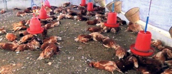 भारतमा वर्डफ्लूको प्रकोप फैलिएसगै पर्सामा कुखुराको पैठारीमा पूर्ण रोक