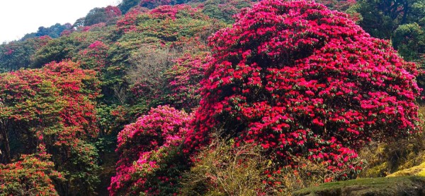 लालीगुराँस पदमार्गमा समावेश गर्न आग्रह