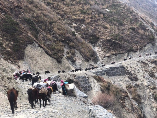 छेकम्पारबासी यार्सागुम्बा सङ्कलन गर्न लेकतिर लागे