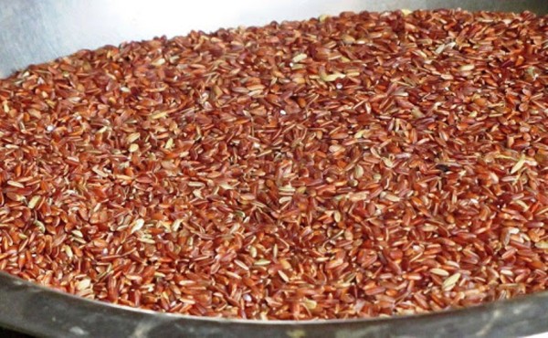 मार्सी धानको बीउ बेर्नामा छरेर जुम्लामा मनाइयो धान दिवस