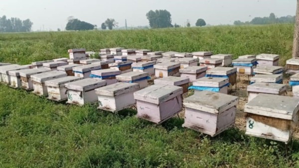 विदेशबाट फर्केर पशुपालनसँगै मौरीपालनमा रमाउदै किसान