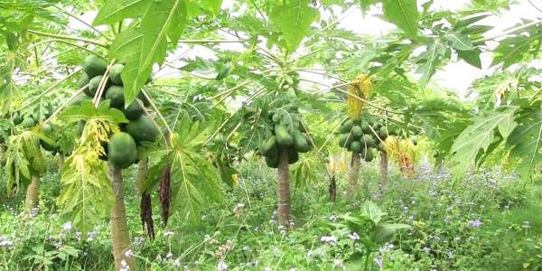 कृषि र पशुपालनलाई रोजगारीको प्रमुख माध्यम बनाउँदै रुरुका किसान