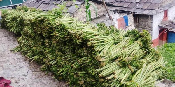 घर खर्च चलाउने आम्दानी बन्न थाल्यो निहुरो