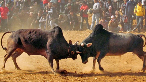 धादिङमा जुधाइयो एक सय हल गोरु