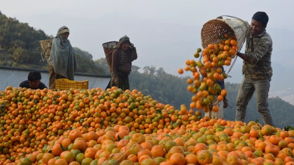 किसानलाई सुन्तलाखेतीमा प्रोत्साहन गर्दै कृषि ज्ञान केन्द्र
