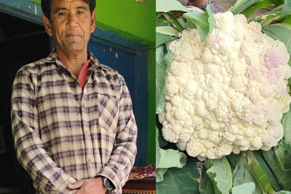 १२ किलोको काउली फलाएका पदम  जिल्लाकै उत्कृष्ट किसानका रूपमा पुरस्कृत