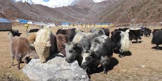 वन्यजन्तुको आक्रमणबाट मनाङमा ८७ पशुधन क्षति