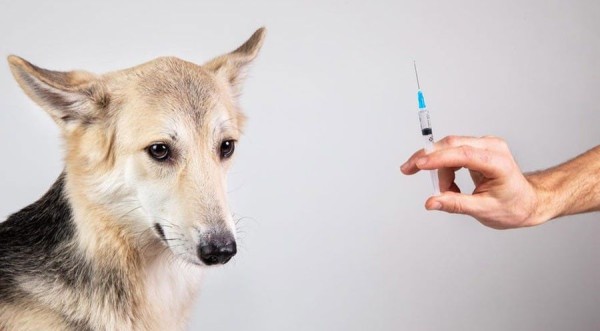 सुदूरपश्चिममा चुनौती बन्दै रेबिज सङ्क्रमण