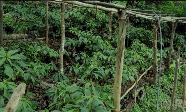 लेकाली भेगका किसानको आम्दानीको स्रोत सतुवा