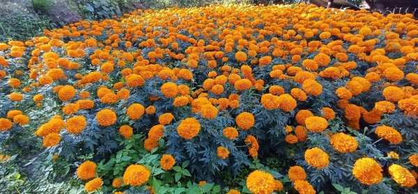 अविरल वर्षाबाट रु १५ करोड बराबरको पुष्पखेतीमा  नोक्सान