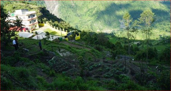 पाखोबारीमा झाडी फाँडेर विद्यार्थीहरूद्वारा तरकारी खेती