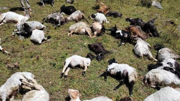 सिद्धानेखर्कमा चट्याङ लागेर ४० भेडा मरे