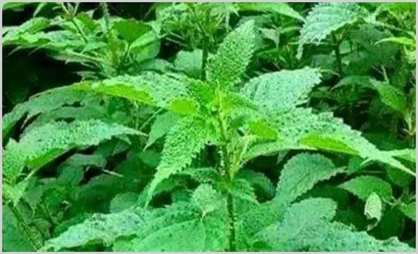 तेह्रथुममा सिस्नो प्रशोधन सरू, सुपरमार्केटहरूको माग धान्नै मुस्किल