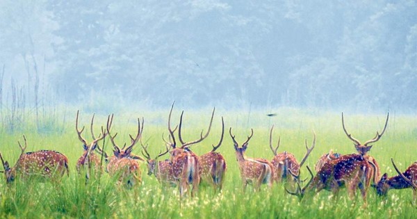 सडक बिग्रेका कारण खुलेन शुक्लाफाँटा निकुञ्ज सफारी