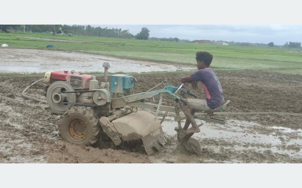 धान रोपाइँमा हराए गोरु र राँगा, बढ्यो ट्याक्टर र पावर टिलरको प्रयोग