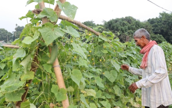 विषादीरहित तरकारी उत्पादनतर्फ आकर्षित भए किसान