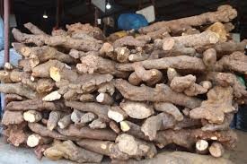 तीन देशको सहभागितामा बाहुनडाँगीमा ‘तरुल उत्सव’