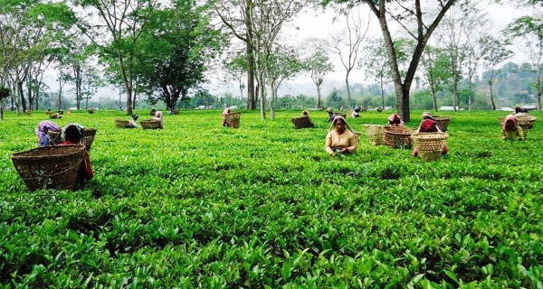 सुरु भयो चियाको पहिलो टिपाइ