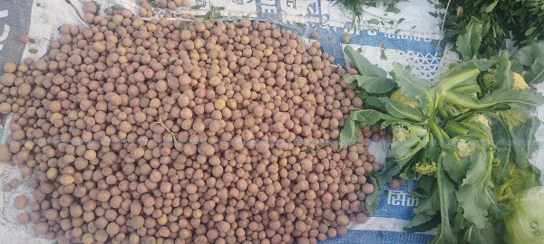 थारु आलु खेतीबाट राम्रो आम्दानी गर्दै किसान