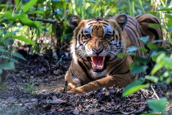 बाँकेमा बाघको आक्रमणबाट एक जनाको मृत्यु