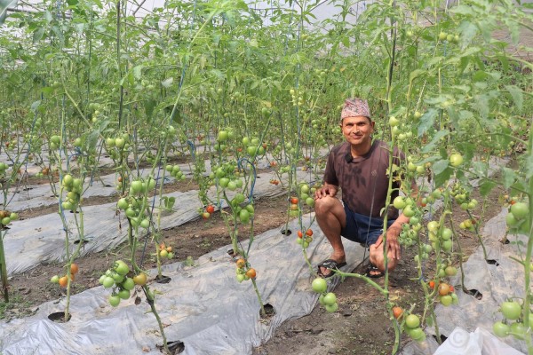 ऋण खोजेर सुरु गरेको तरकारी खेतीले सोवितलाई दिलाएको पहिचान