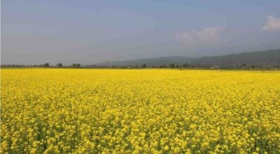 तोरीखेतीतर्फ आकर्षित हुँदै भद्रपुरका किसान