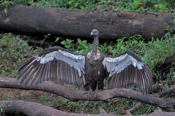 कम्बोडियाको वन्यजन्तु अध्ययनमा एसियाली हात्तीसहित १४ दुर्लभ प्रजाति फेला