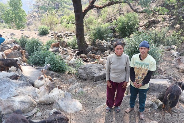 वैदेशिक रोजगारीको विकल्पमा बाख्रापालन : भीम भण्डारीको सङ्घर्ष र सफलता