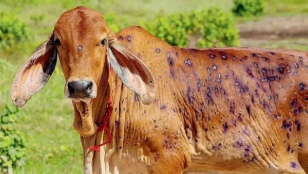 फेरि फैलिन थाल्यो लम्पी स्किनको सङ्क्रण