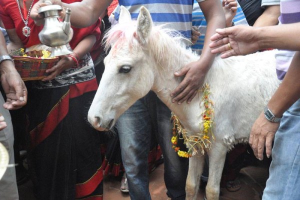 तलेजुको सेता घोडा जात्रा सम्पन्न