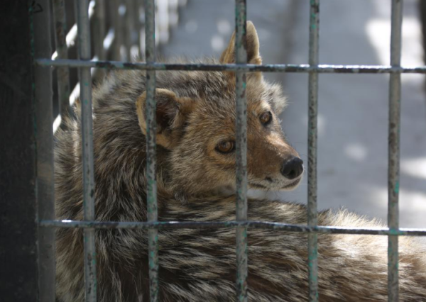 बाँकेमा १५६ वटा विभिन्न वन्यजन्तुको उद्धार