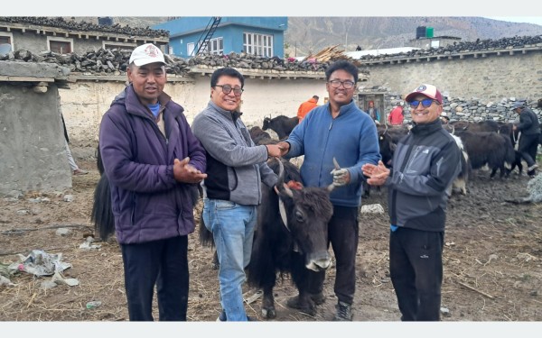 घरपझोङद्वारा किसानलाई अनुदानमा याक र नाक वितरण