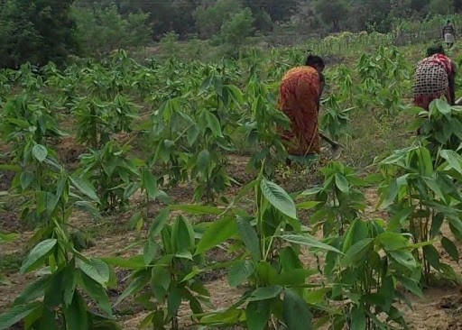 बाँकेको सामुदायिक वनमा लाहाखेती गर्न सुरु