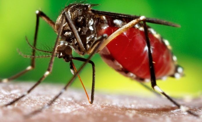 चितवनमा जापनिज इन्सेफ्लाइटिसका कारण पाँच जनाको मृत्यु