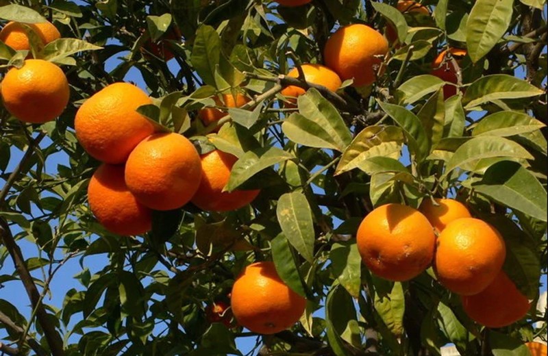 अन्नपूर्ण गाउँपालिकाबाट करिब ४ करोड मूल्य बराबरको सुन्तला बिक्री