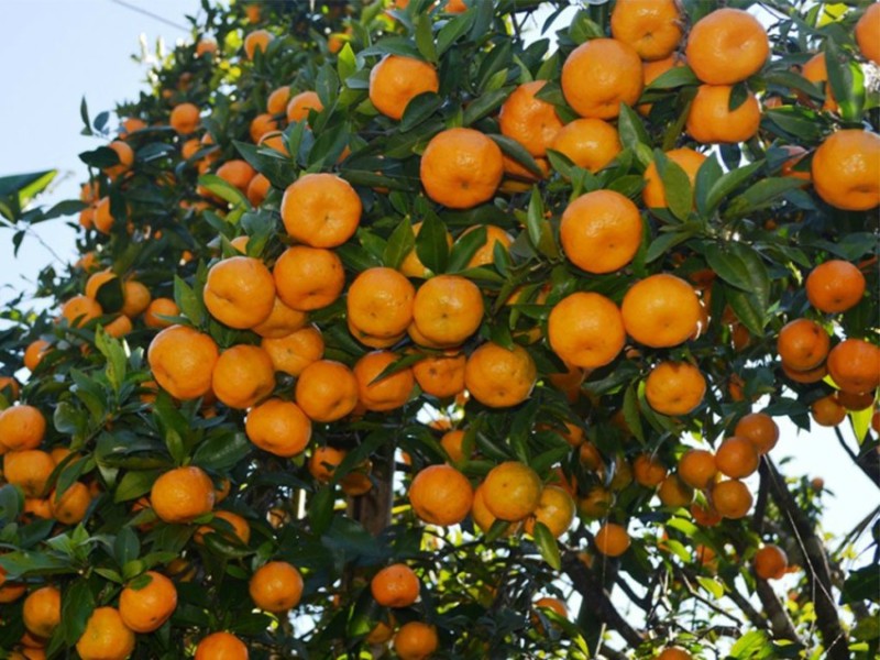 म्याग्दीको दोसल्लेबाट दुई करोड मूल्यको सुन्तला बिक्री