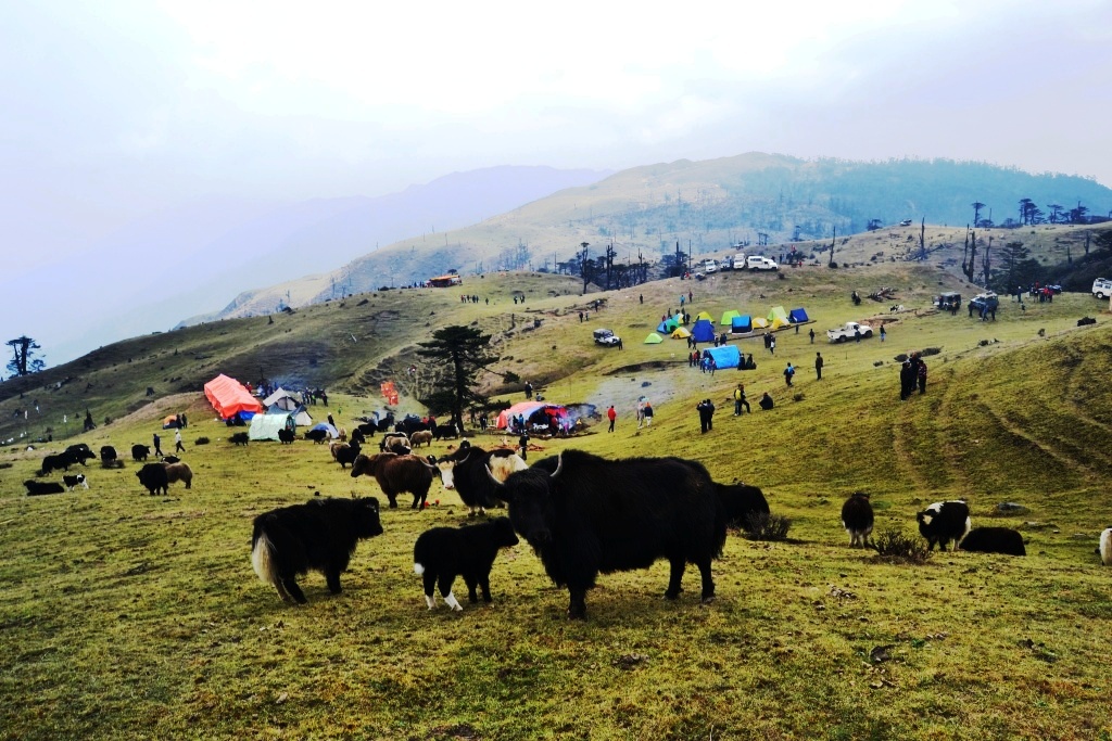 रसुवामा वैशाख १३, १४ र १५ गते चौँरी महोत्सव हुदै