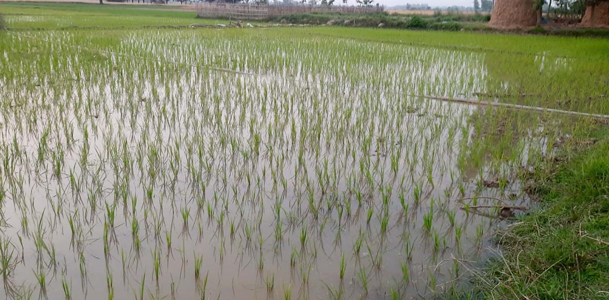 सिँचाइ सुविधा नहुँदा कञ्चनपुरमा चैते धानबाली घट्यो