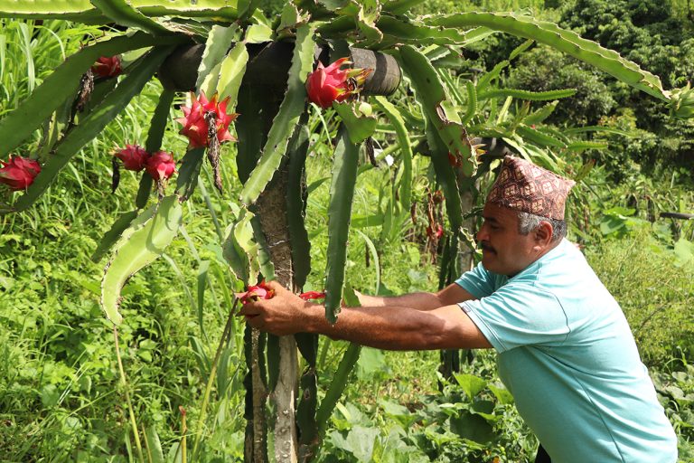 व्यावसायिक ड्रागनखेतीमा रमाउँदै भोजपुरका किसान
