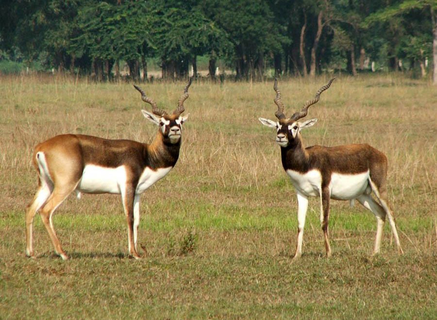 १८ वटा कृष्णसार स्थानान्तरण गरिने