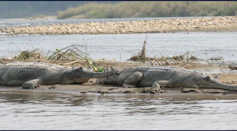 राप्ती र नारायणीमा ३६६ वटा घडियाल फेला