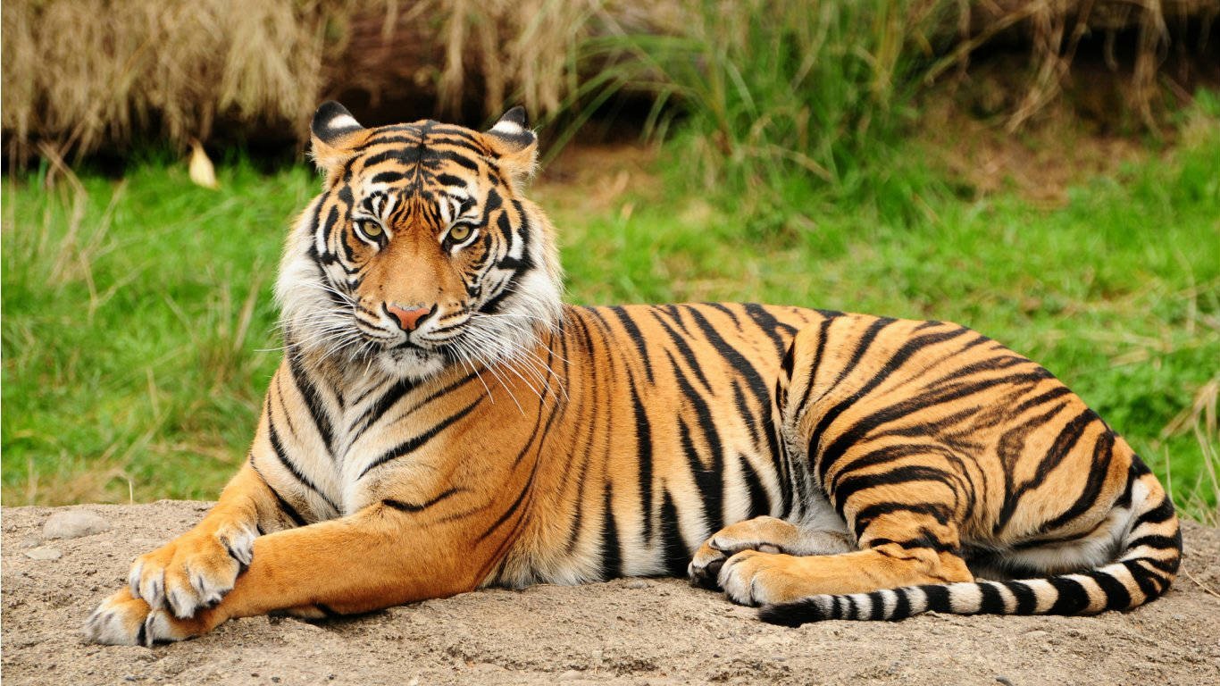 मङ्सिरमा बाघ र गैँडा गणना हुने