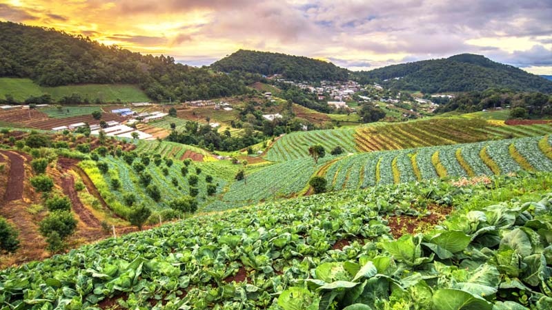 गाउँघरमै कृषि पेसाबाट मनग्य कमाइ गर्दै किसान