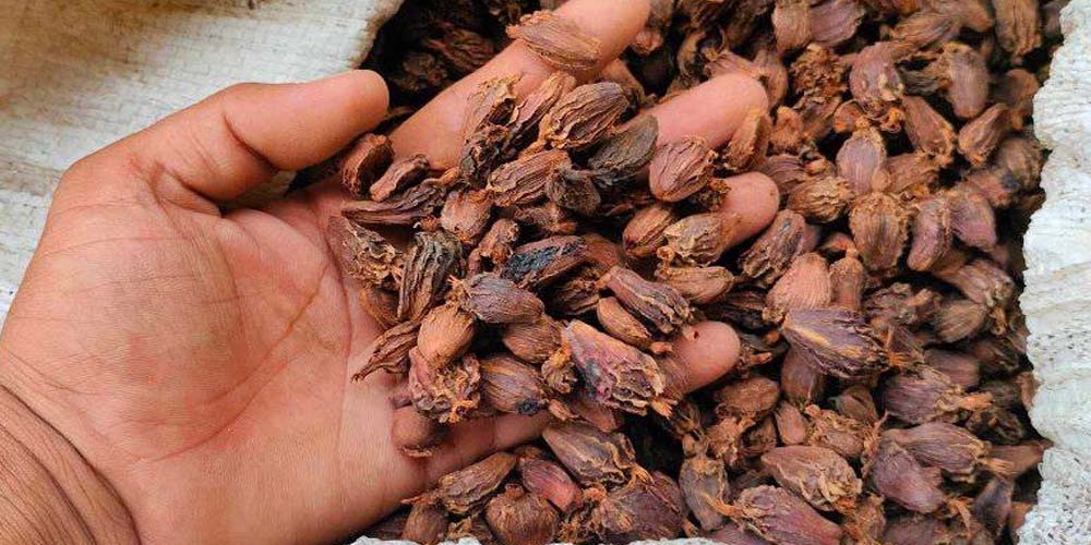 मेची भन्सारबाट अलैँची निर्यातमा उल्लेख्य वृद्धि, चिया र अम्रिसोको व्यापार भने ओरालो