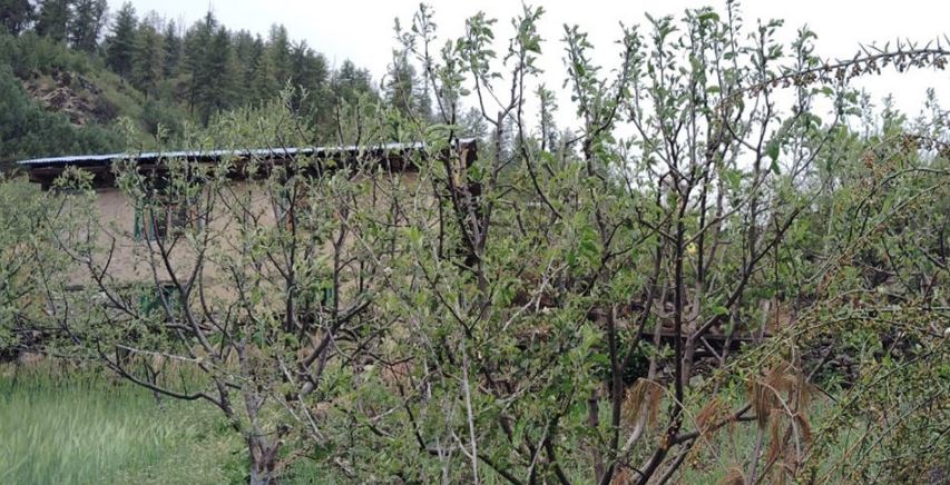 जुम्लामा असिनापानीले स्याउका बिरुवामा क्षति