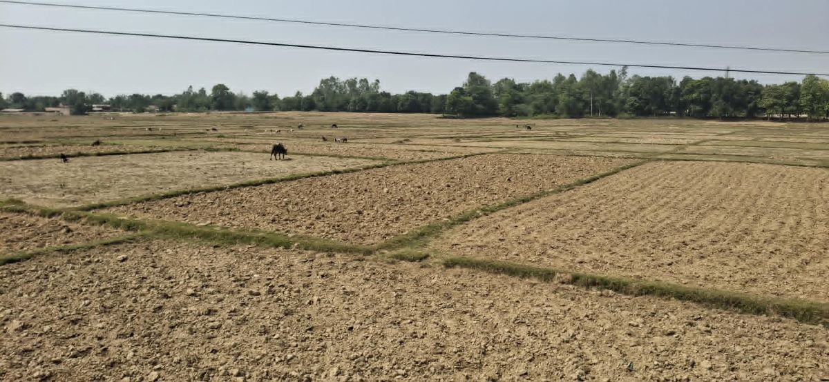 वर्षा नहुँदा रौतहटका खेत बाँझै